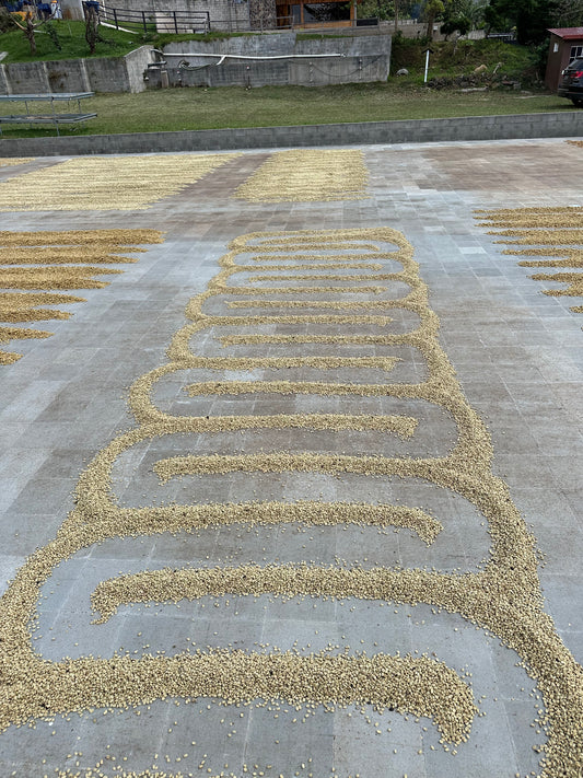 FINCA ETIOPIA - El Salvador