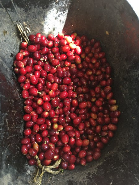 Decaf coffee cherries for Freda UK coffee subscription