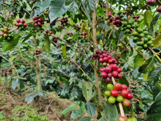 Example of coffee tree for Freda Speciality Coffee, Sussex