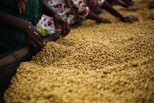 Workers hand sorting Ethiopian parchment coffee on a mesh drying bed.