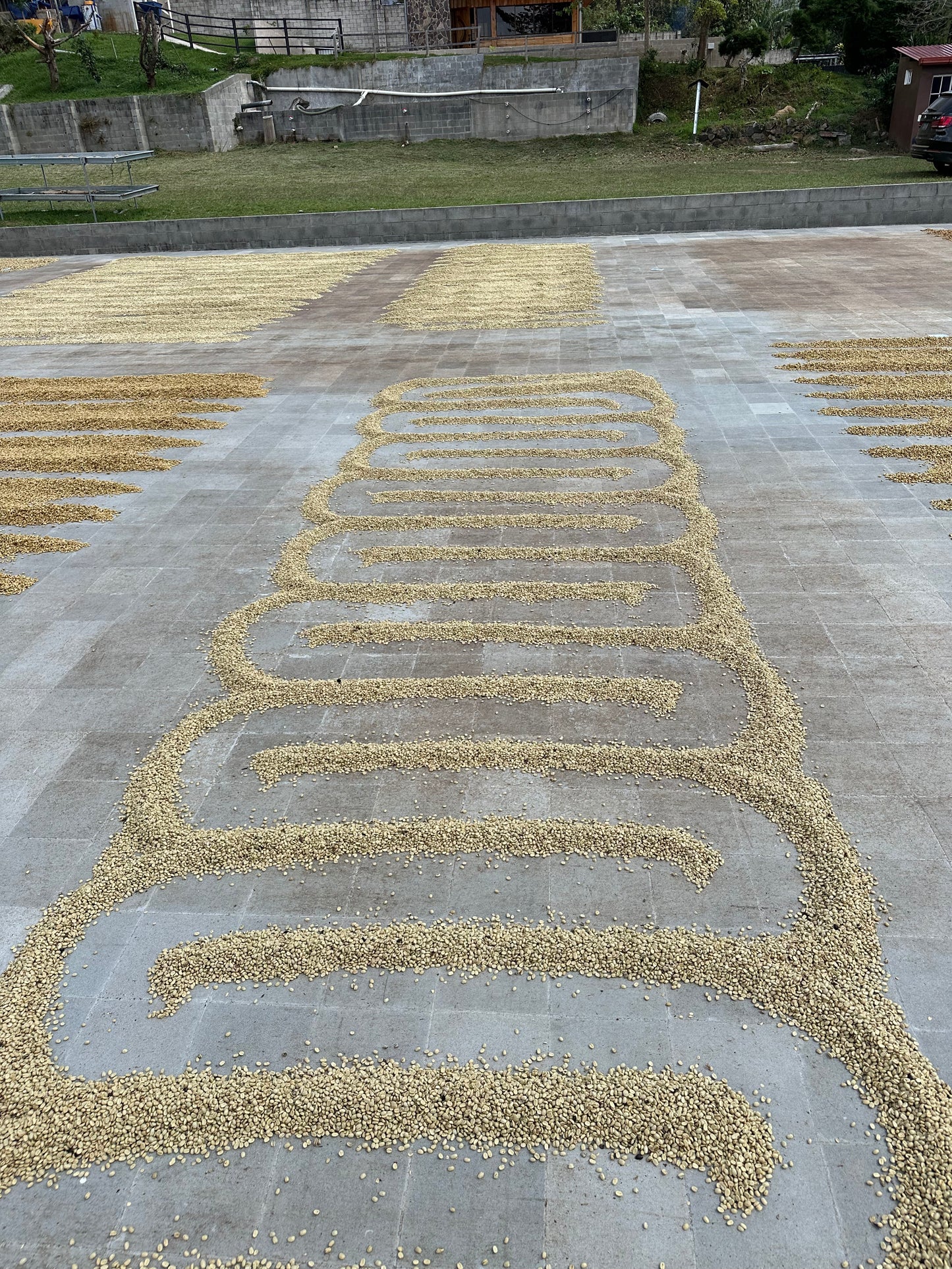 FINCA ETIOPIA - El Salvador