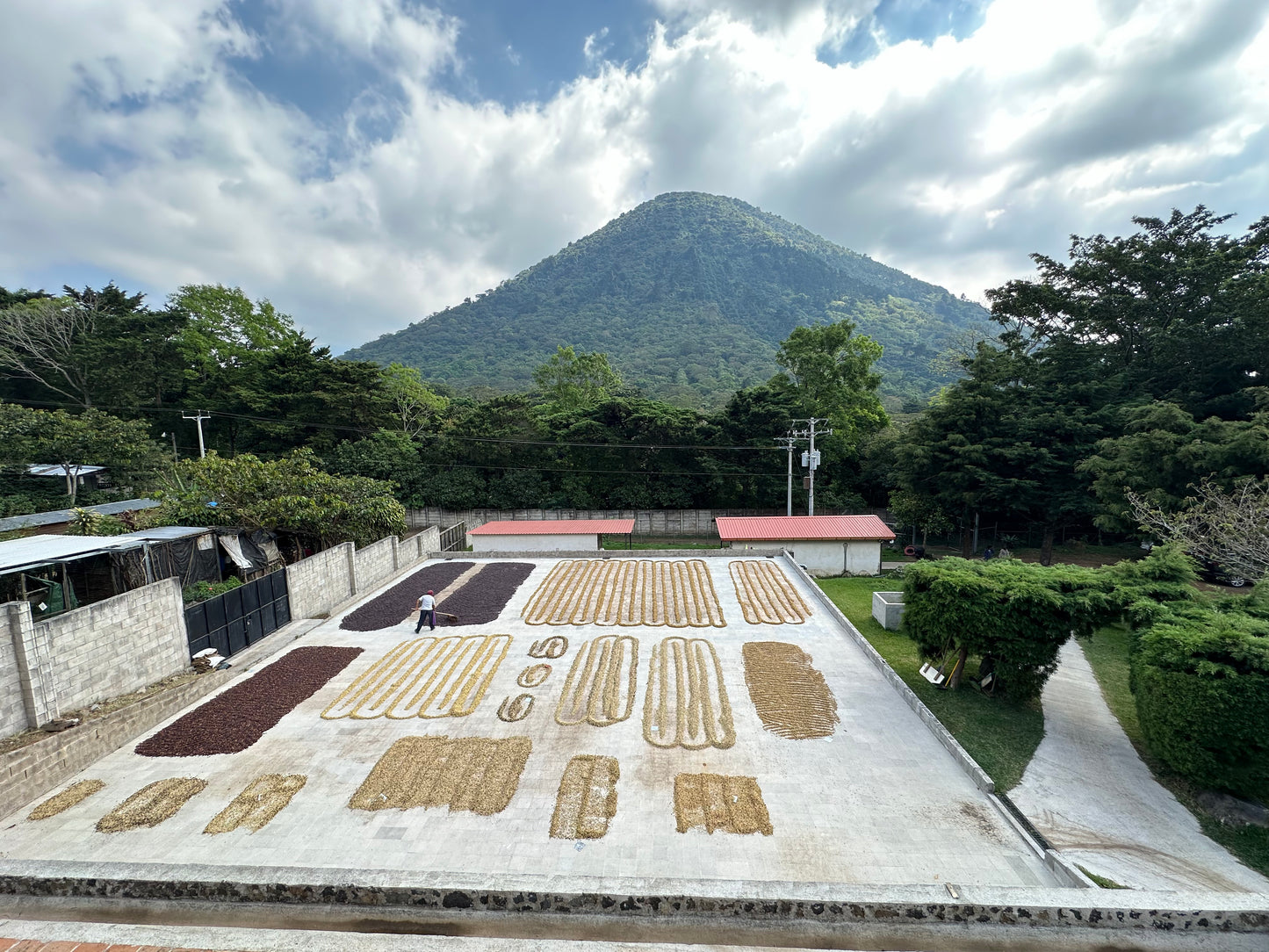 FINCA ETIOPIA - El Salvador