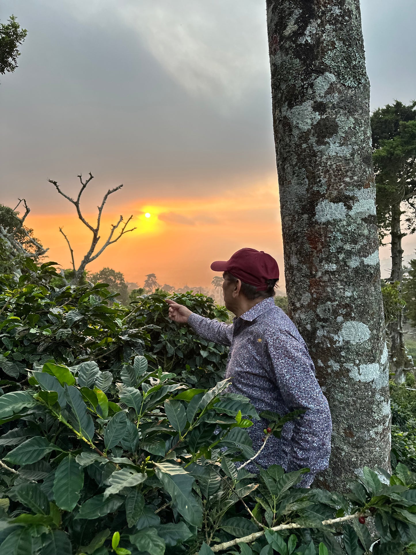 FINCA ETIOPIA - El Salvador