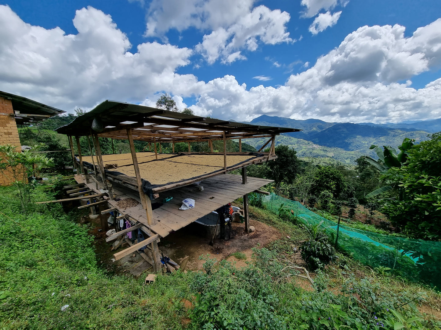 Producing premium speciality coffee beans 
