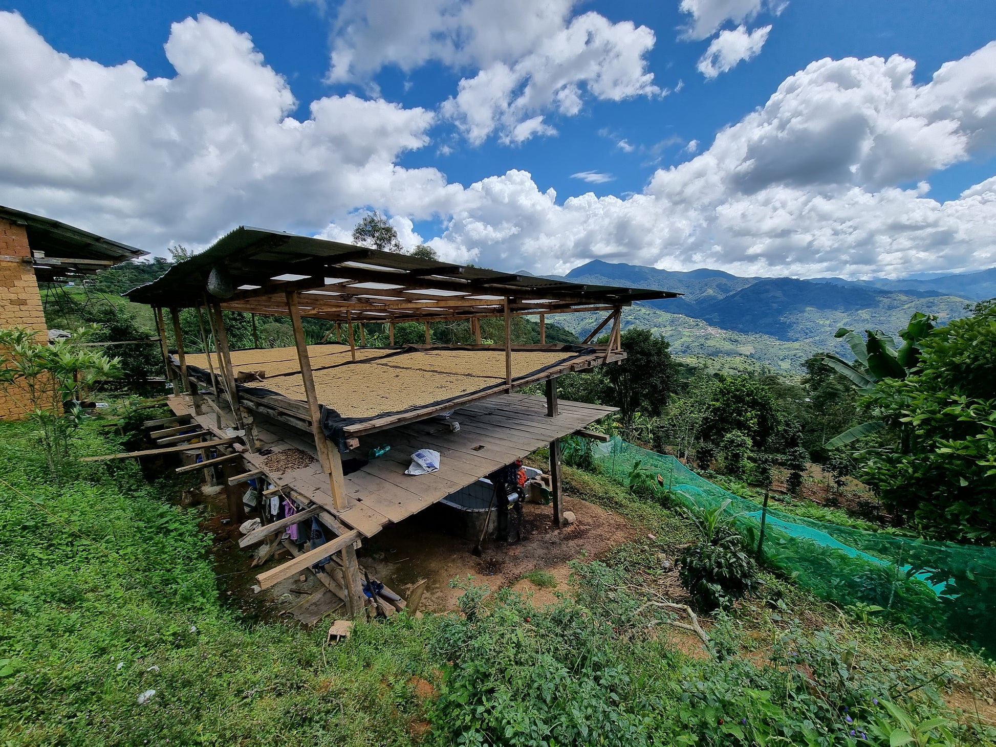 Producing premium speciality coffee beans 