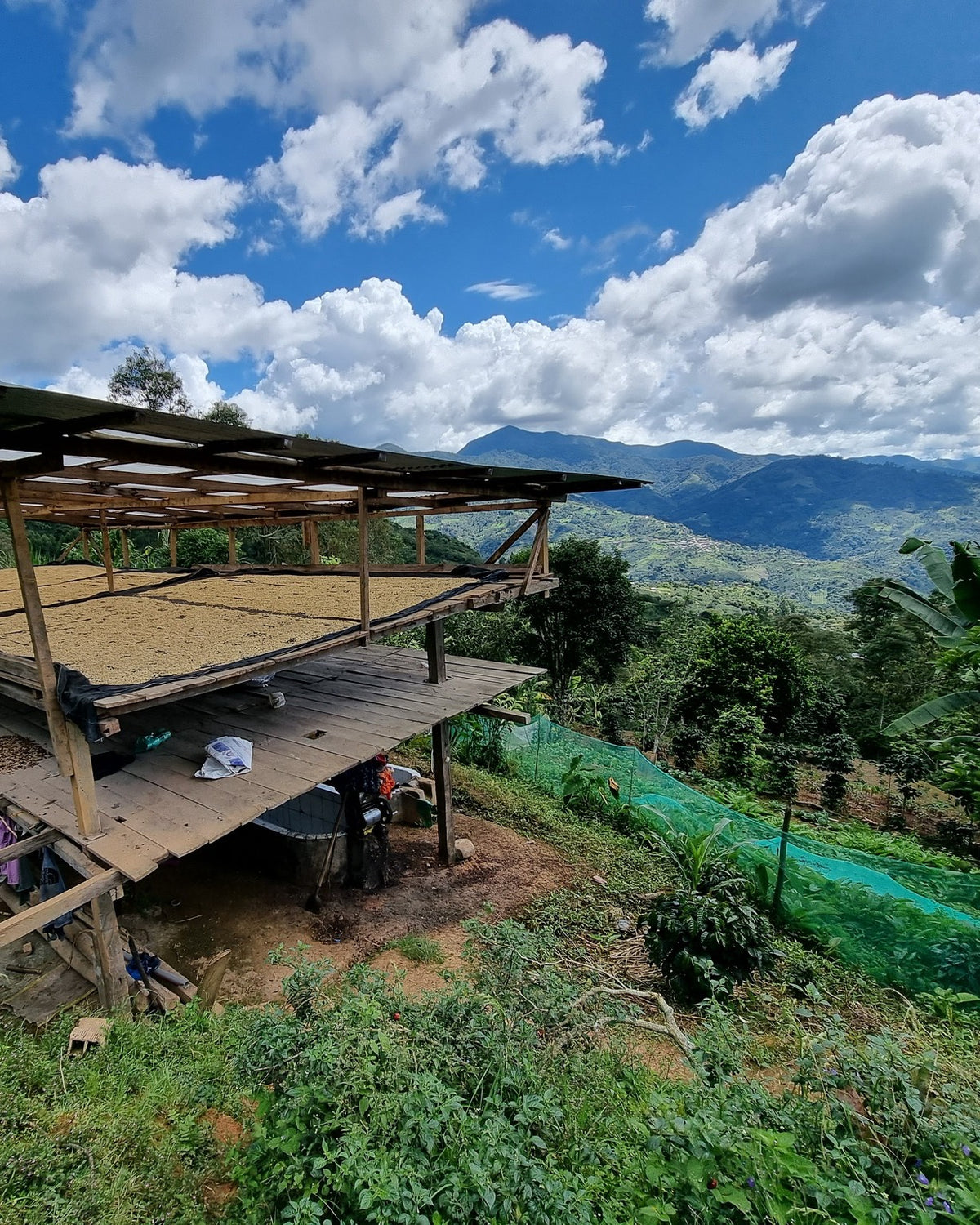 Speciality Coffee Beans growing at Origin 