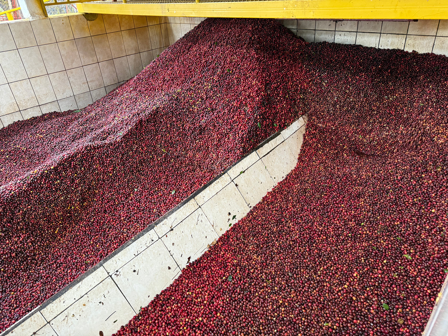 Speciality Coffee Cherries for our Freda Coffee Filter Coffee