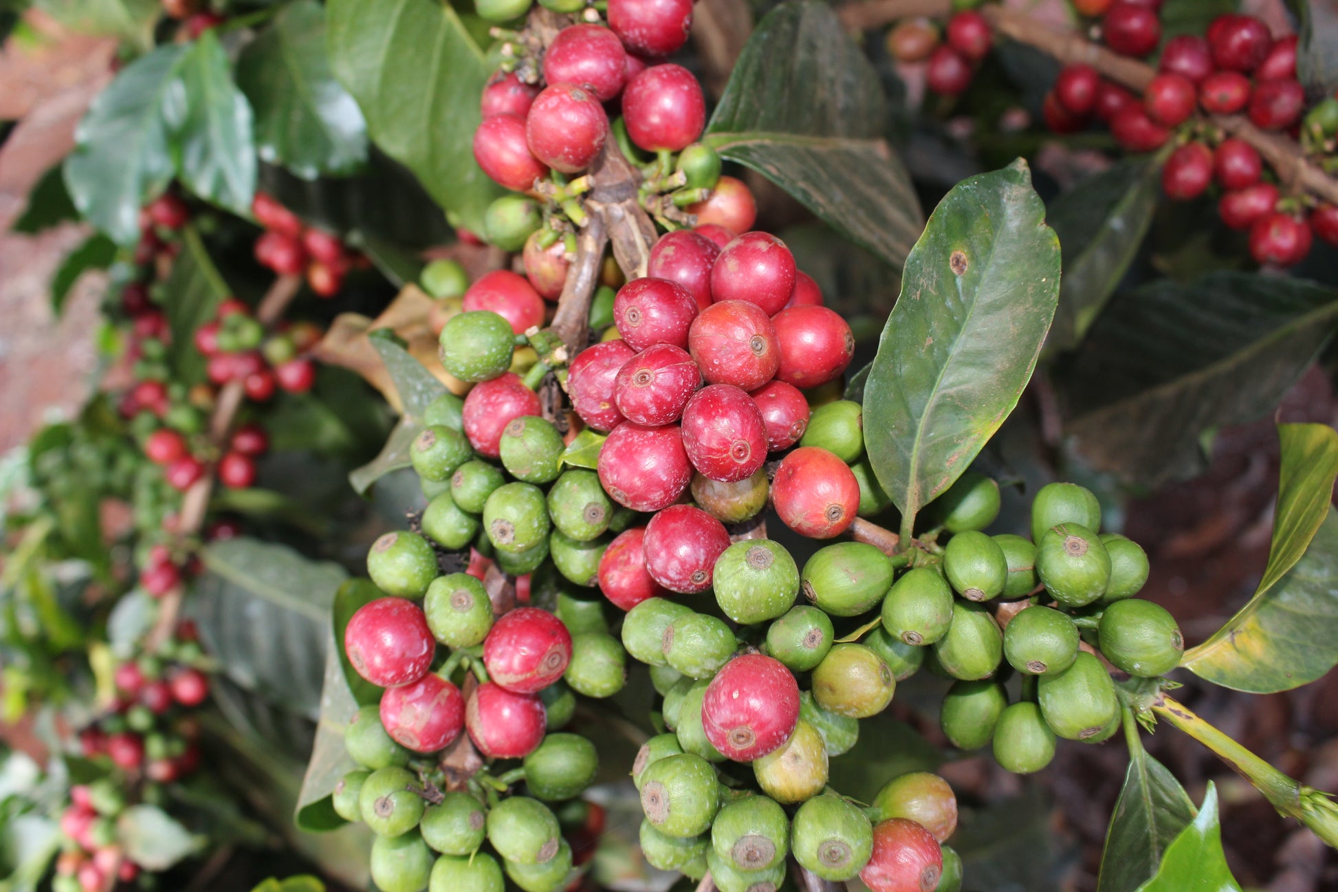Coffee berries at farm in Kenya, growing speciality grade coffee