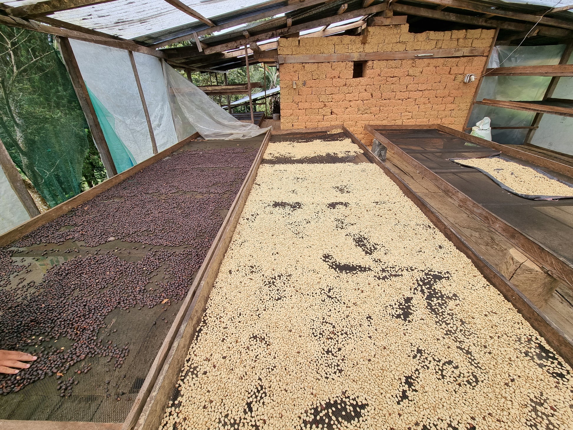 Speciality grade premium single origin coffee beans on drying beds in Peru