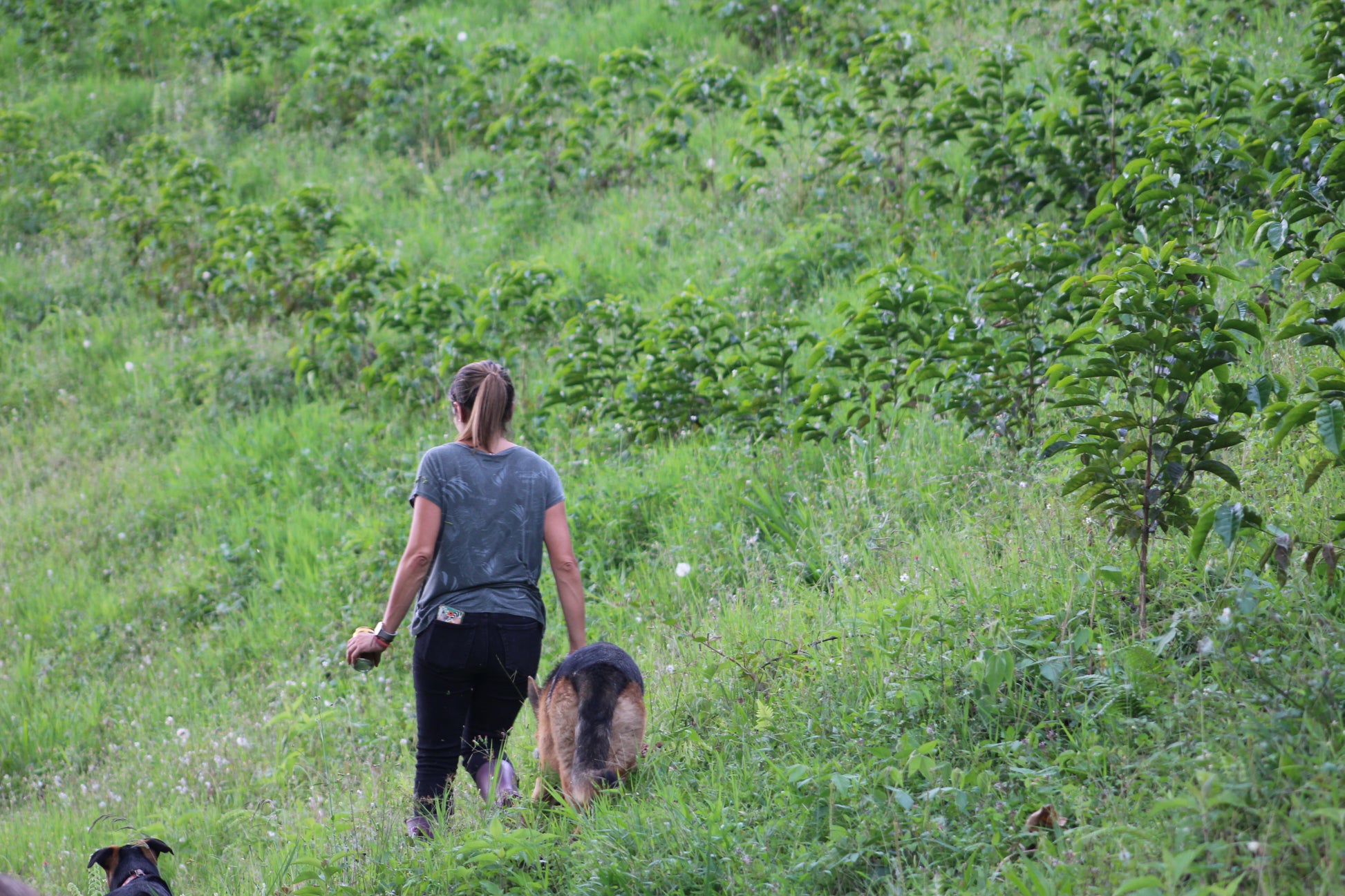 Farmer with her dogs at El Refugio growing specialty coffee beans