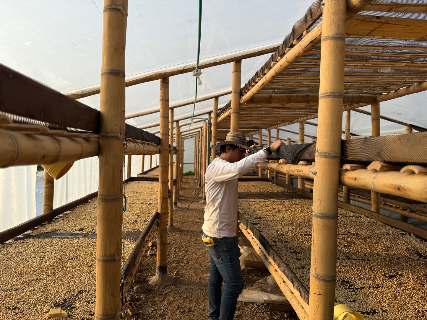 Farmer drying specialty coffee in Colombia, taken by Falcon for Freda Coffee