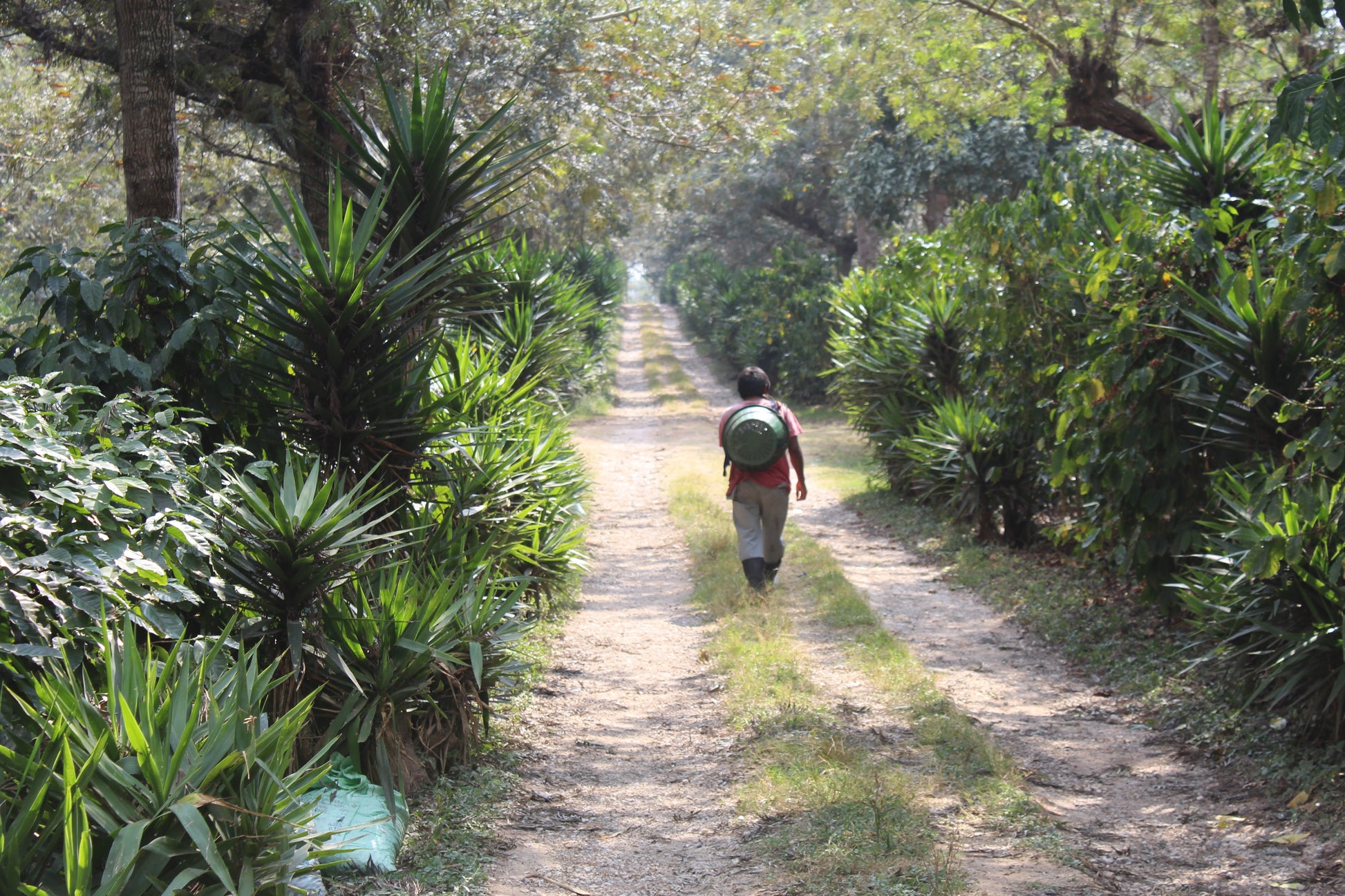 Man walking through finca la bolsa, producing washed Guatemala speciality coffee beans