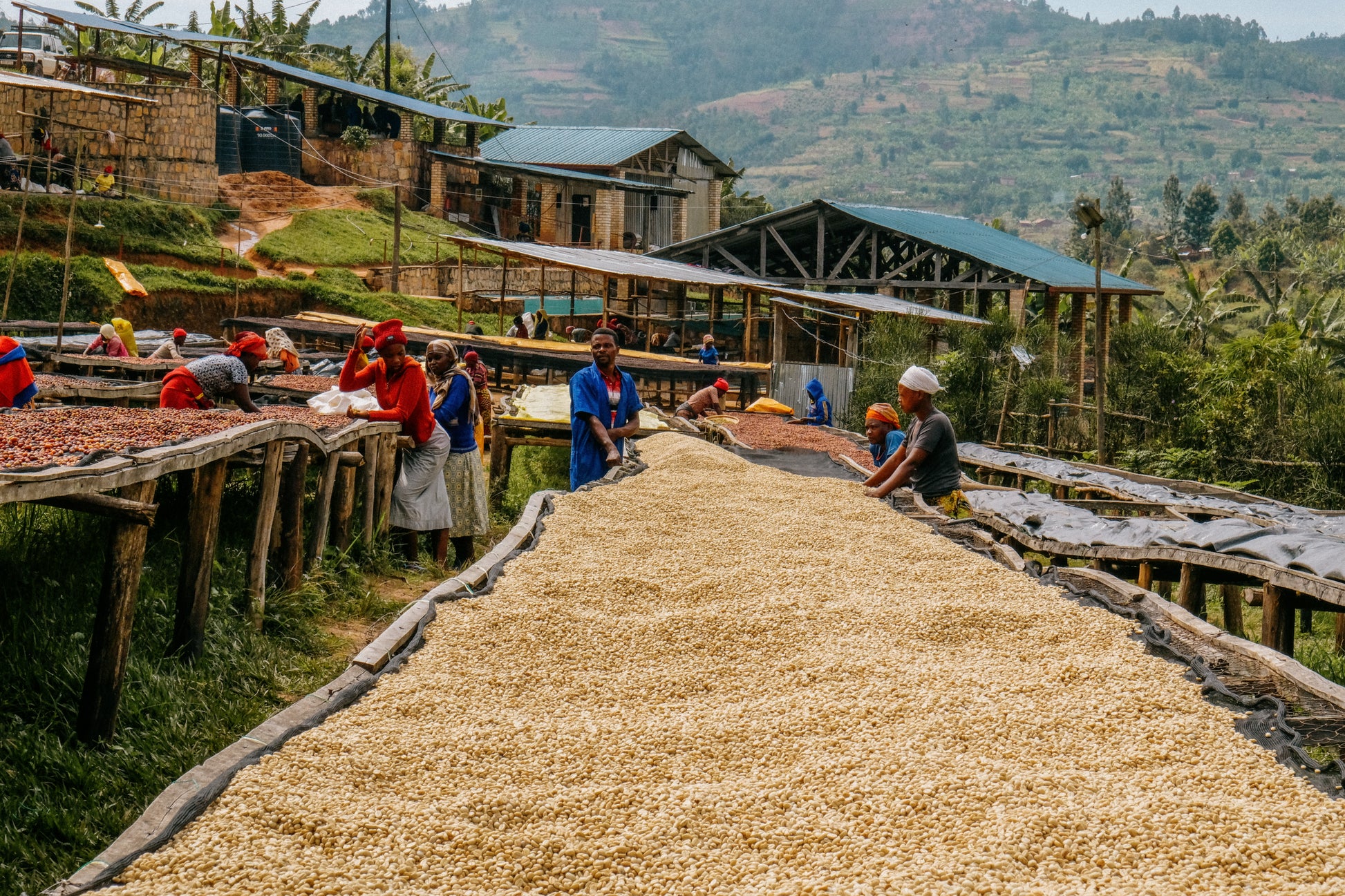 Working at the drying station in Rwanda, coffee sourced for Freda Speciality Coffee Roaster, Sussex UK