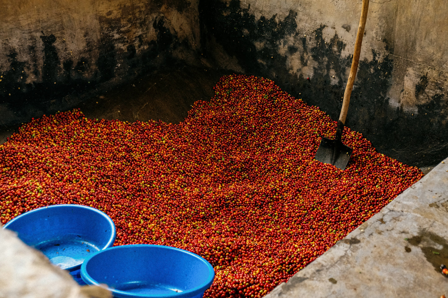 Coffee cherries for Freda, Speciality Coffee subscription UK