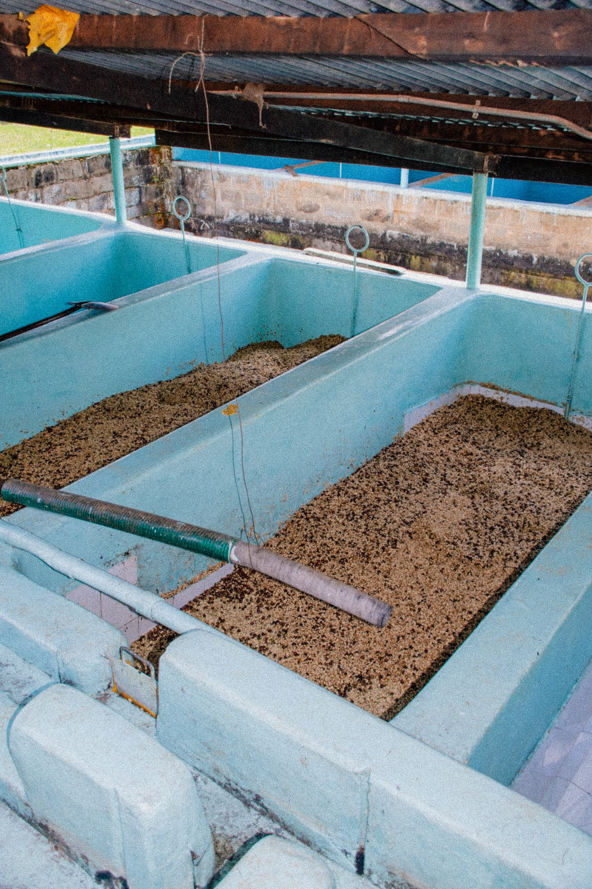 Speciality Coffee dry ferment cherries, Freda
