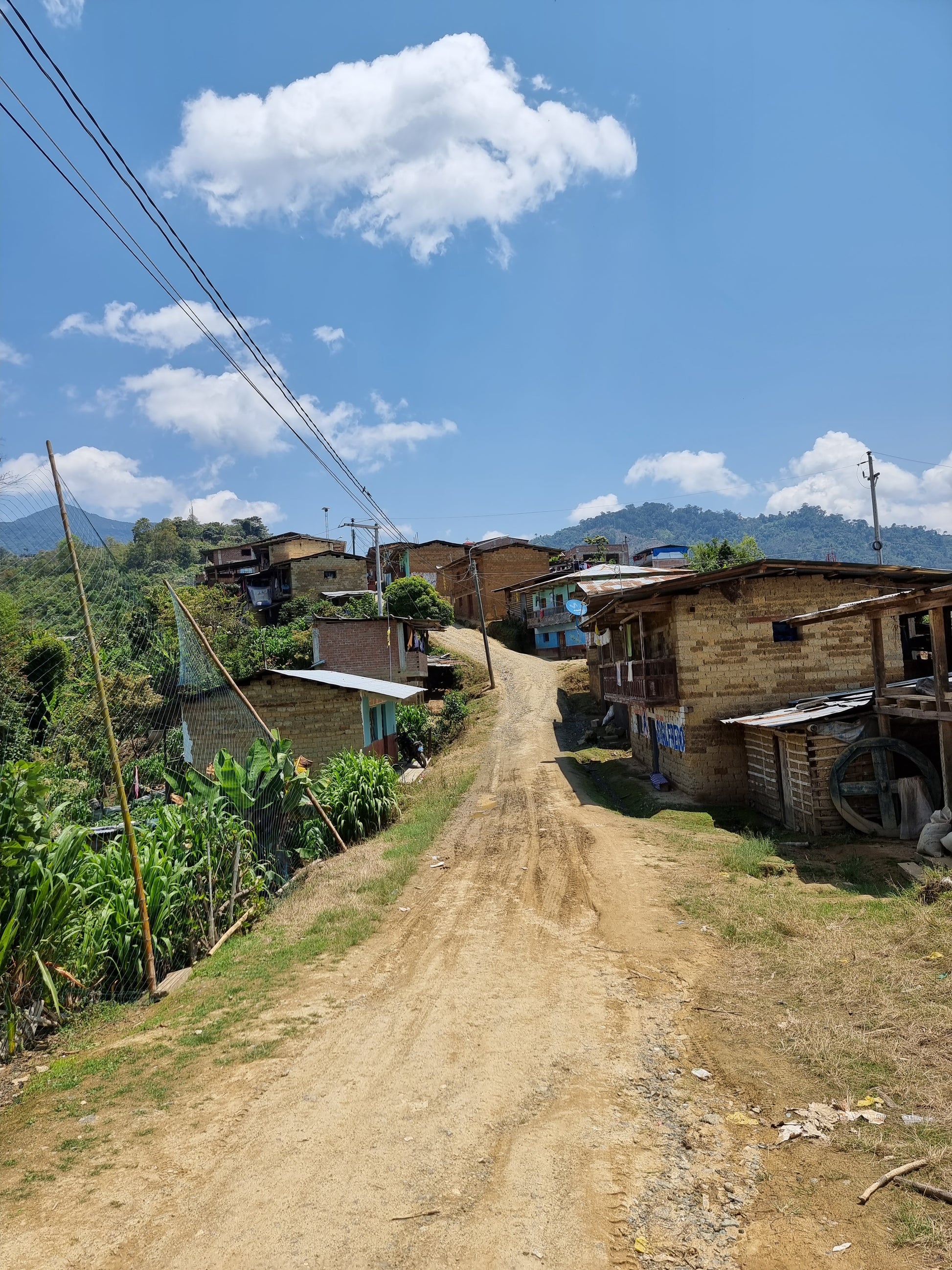 Coffee farm in Peru, Cajamarca, growing coffee for Freda Coffee