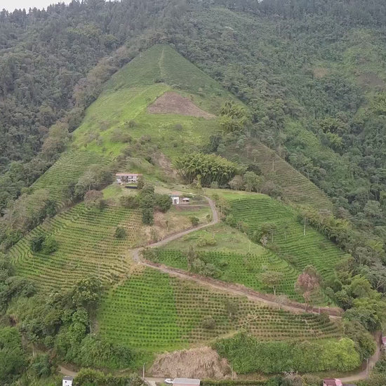 Drone footage from Falcon Coffee of El Refugio farm in Colombia growing speciality coffee beans