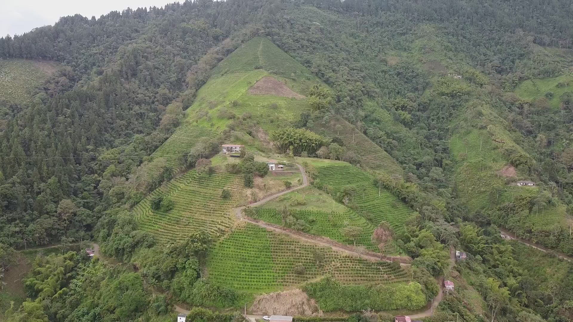 Drone footage from Falcon Coffee of El Refugio farm in Colombia growing speciality coffee beans