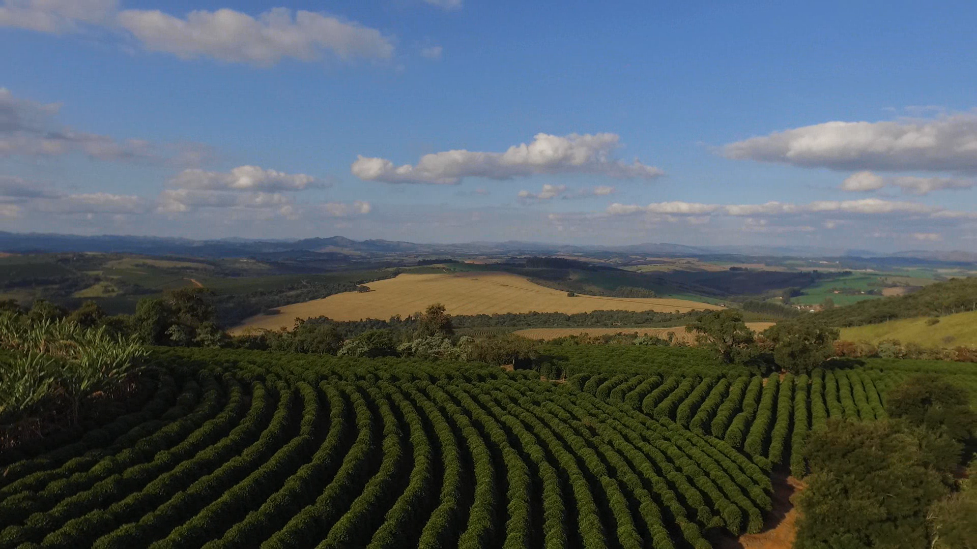 Coffee farm in Brazil, photo for Freda Speciality Coffee Roaster 