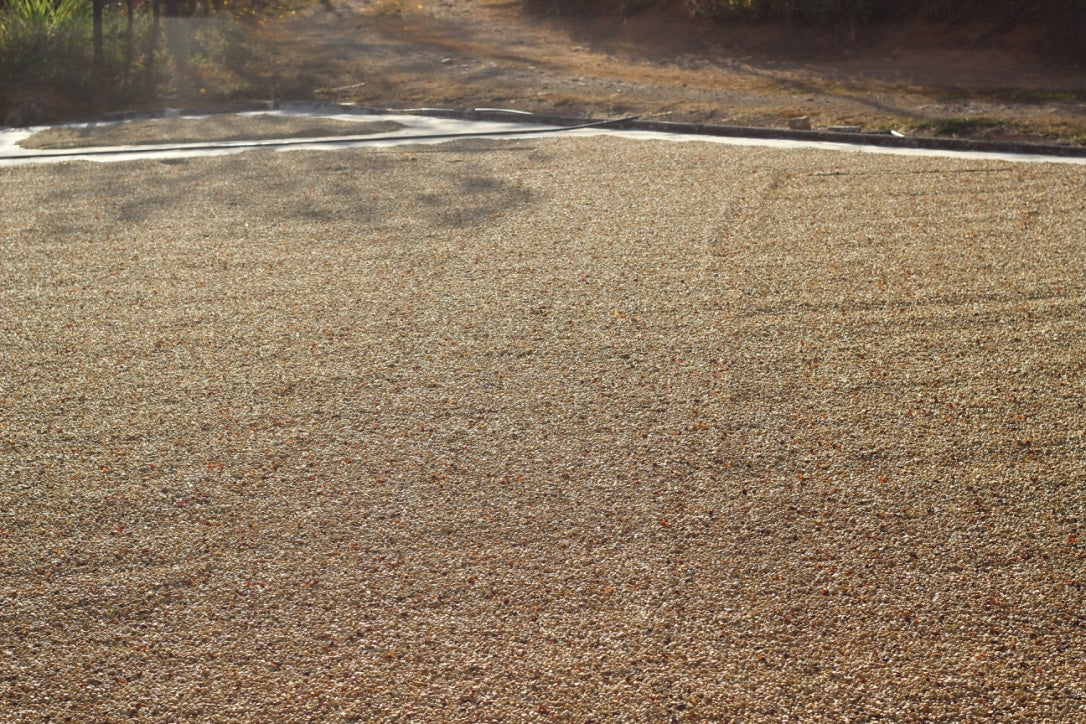 LA COLORETEADA - Costa Rica